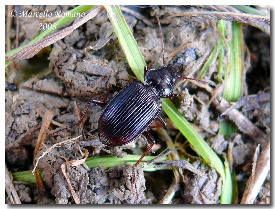 Nebria cfr. andalusia (Carabidae)